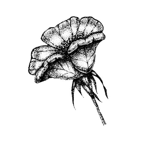 Dibujo Y Boceto De Flores De Rosa Silvestre Con Puntillismo Sobre Fondos Blancos Ilustración