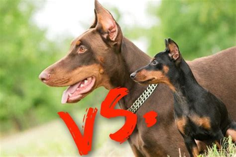 Doberman Vs Miniature Pinscher Whats The Difference Doberman Planet