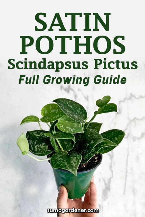 Satin Pothos Scindapsus Pictus Full Growing Guide