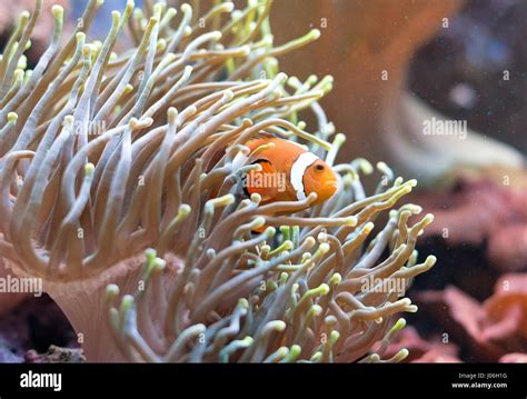 Clownfisch Der In Der Anemone Sich Versteckt Fotos Und Bildmaterial