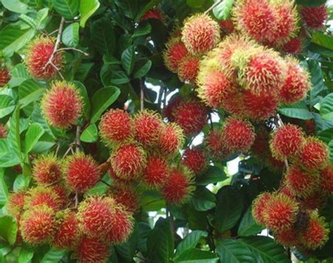 Pohon Rambutan Ciri Jenis Manfaat Cara Merawat Habitat