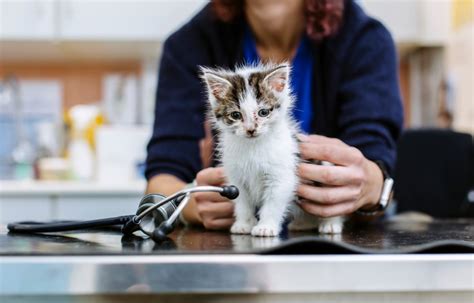 Jenis Penyakit Pada Kucing Penyakit Mata Gigi Dan Bulu Rontok