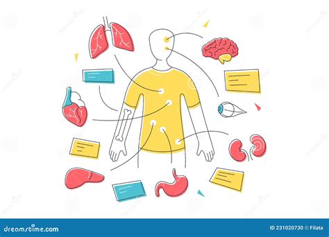 Organsysteme Des Menschlichen Körpers Und Allgemeine Anatomie Vektor