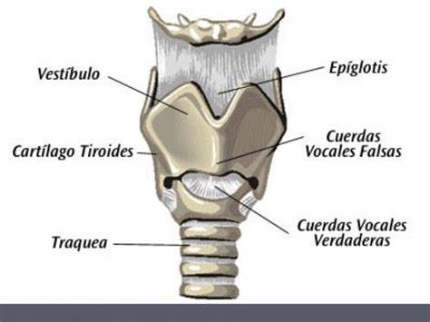 Anatomia De La Laringe