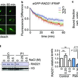 Genome Wide Distribution Of SMC1A In CdLS Derived Cells A Heatmap