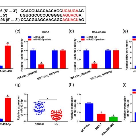 Circ 0002496 Could Target MiR4333p In BC Cells A Circinteractome