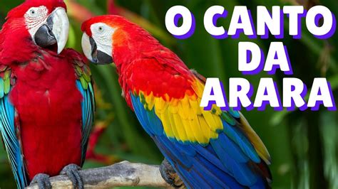 Canto Da Arara Arara Azul Arara Azul Cantando Arara Arara Na