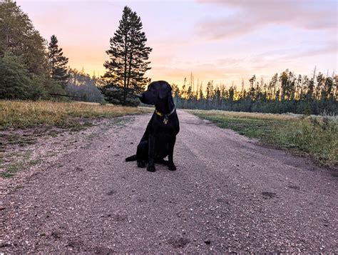 Daisy | LC Hunting Labs, LLC.