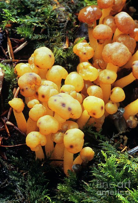 Jelly Baby Mushrooms 1 By John Wright Science Photo Library