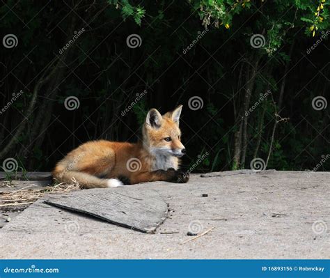 Baby Fox Kits near den stock photo. Image of woodpile - 16893156