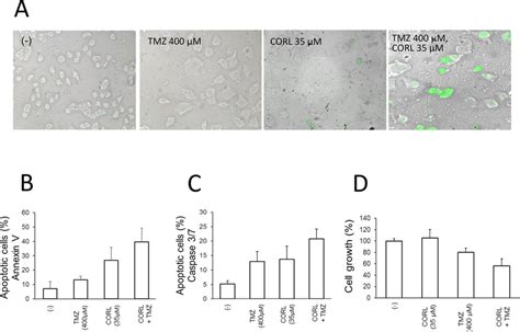 A Increase In Apoptotic T98g Glioma Cells After Treatment With Corl