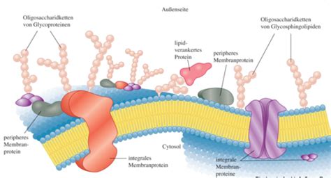 Biologische Membran Karteikarten Quizlet