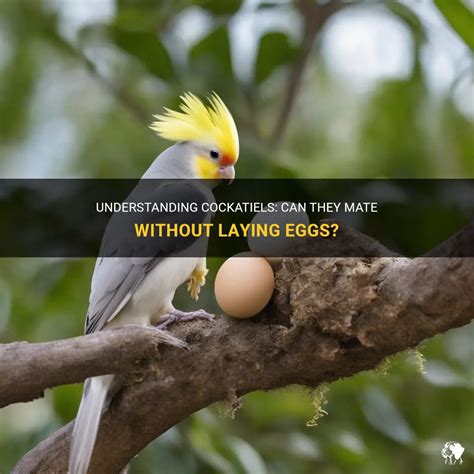 Understanding Cockatiels Can They Mate Without Laying Eggs Petshun