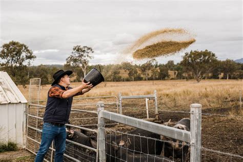 Cameron Crouch And Aimmee Carding S Brangus At Skyline Farm