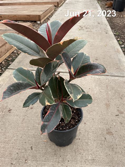 8 Ficus Ruby Std Tri State Foliage In House Availability