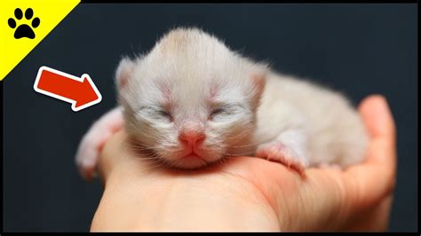 What Happens When Newborn Kittens Open Their Eyes Too Early Youtube