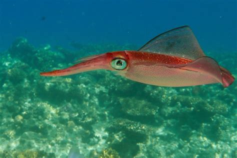 In Dito La Personalidad De Los Calamares Est Ligada A Su Fecha De