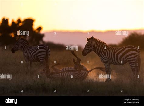 Various Wildlife Scenes Stock Photo Alamy