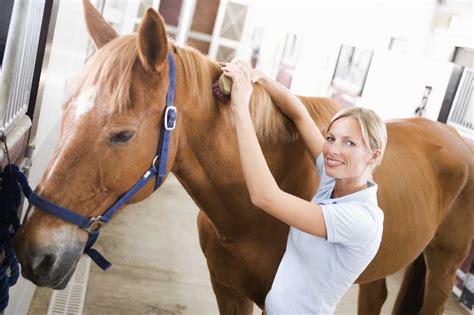 Equine Massage Therapy Certification Programs