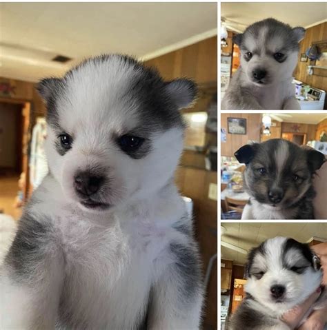 Pomsky Puppies For Sale New Jersey 42 Winslow Township Nj 334592