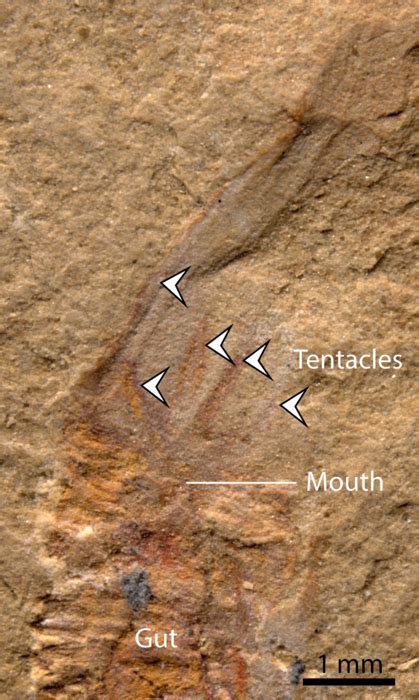 Close Up Gangtoucunia Aspera M Image Eurekalert Science News Releases