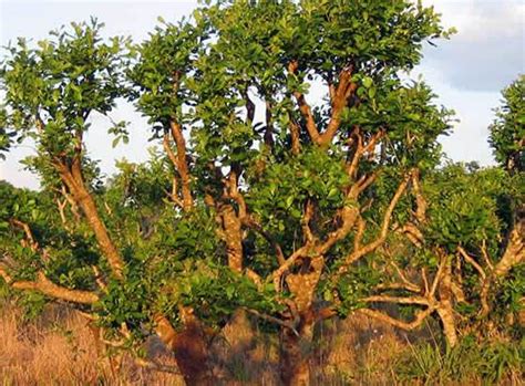 Ilex Paraguariensis Yerba Mate Plant Tree 45 Off