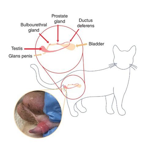 Cat Reproductive System