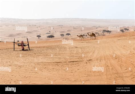 Desert Landscape With Middle Eastern Camels Wahiba Sands Of Desert In