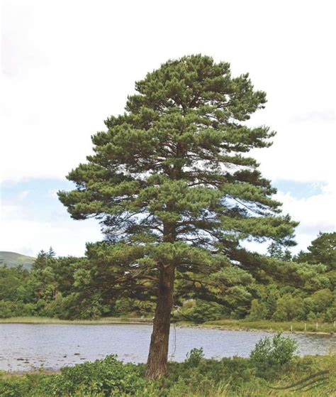 Pinus Sylvestris Caragh Nurseries