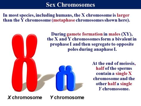 Bio69 Sex Determination In Humans Teaching Resources