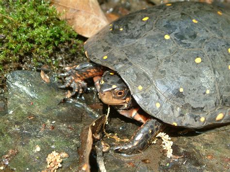 Spotted Turtle (Clemmys guttata) - Phenology Project