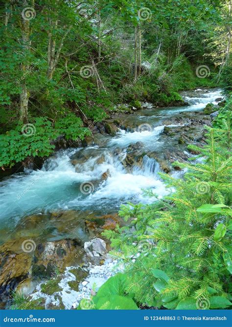 Alpine Stream Stock Image Image Of Trees Plants Summer 123448863