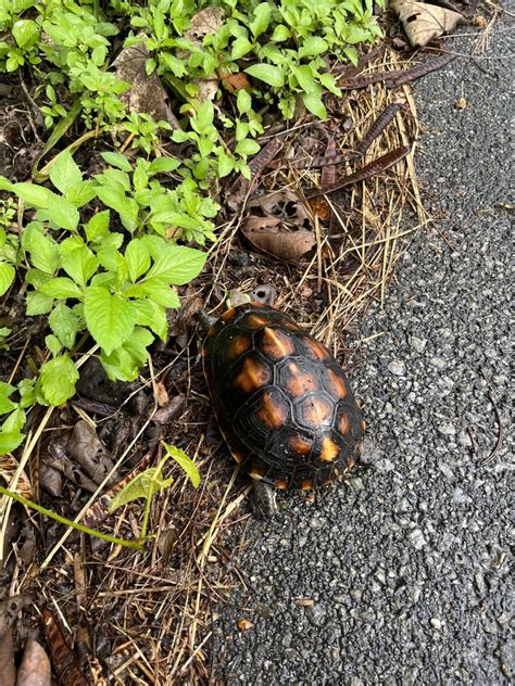 Ryukyu Yellow Margined Box Turtle In November By Nakatada Wachi