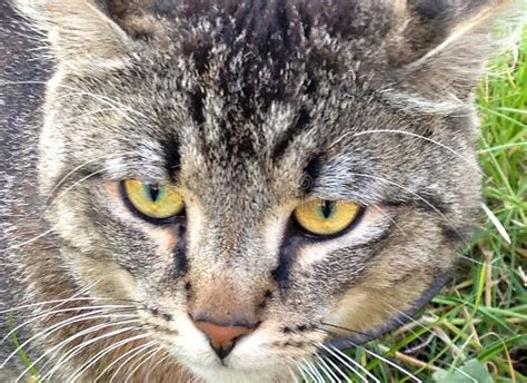 The Yellow Eyes Of A Grey Brown Tabby Cat Stock Photo Image Of Face