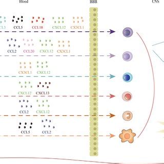 Chemokine Tertiary Structure Chemokinereceptor Interactions And