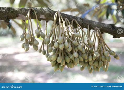 Durian Flowers Bud on Durian Tree Stock Photo - Image of floral ...