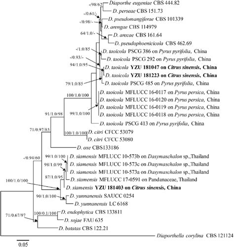 Phylogram Of Diaporthe Strains Based On Combined Gene Sequences Of ITS