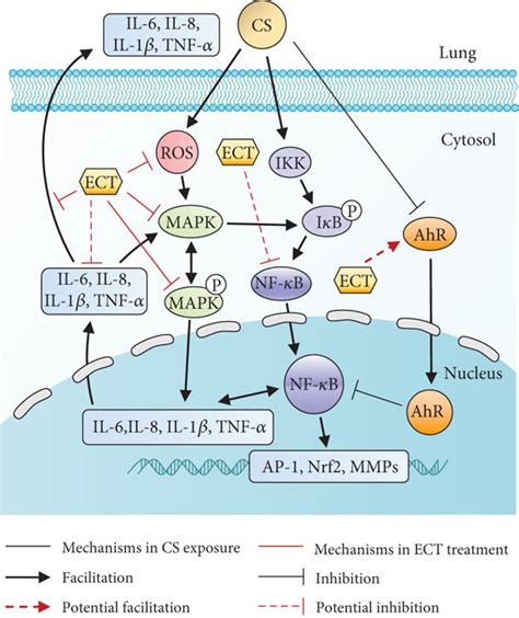 a Effect of ECT on MAPK AhR and NF κB signaling pathways in