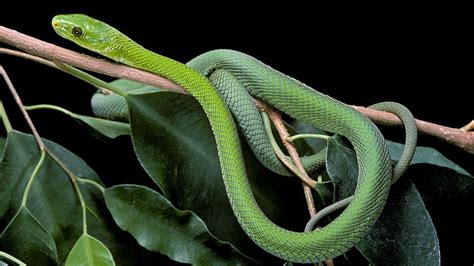 11 Green Snake Species Slithering Around the Globe | HowStuffWorks