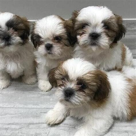 Adorable Male And Female Shih Tzu Puppies At 200 00 From City Of Manila Lookingfour Buy