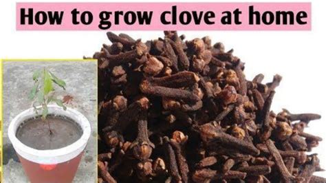 How To Grow Clove At Home Grow Clove Plant How To Grow Clove Plant At