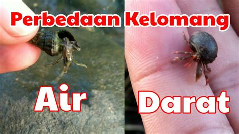 Perbedaan Kelomang Air Dan Darat YouTube