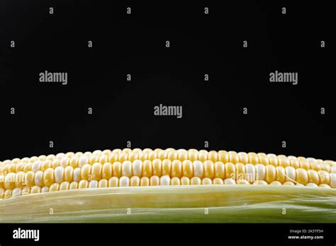 Raw corn in close-up. Corn kernel on black background. View from an ...