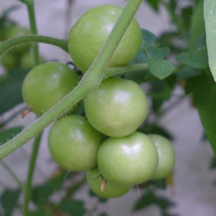 Raised Bed Tomato Diary Of A Brussels Kitchen Garden