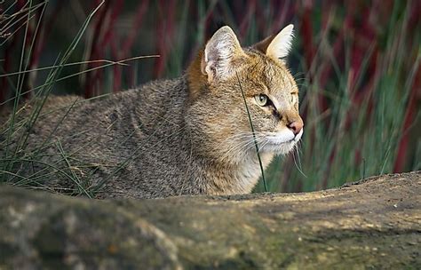 The Six Species Of Cats Of The Felis Genus - WorldAtlas.com