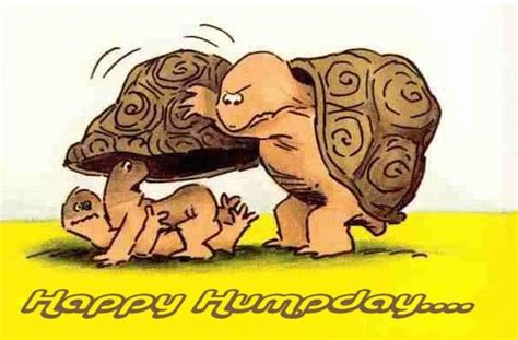 Happy Hump Day With Turtles Funny Pictures Hump Day Humor Funny