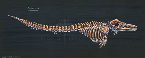 Orcinus Orca Skeletal Study