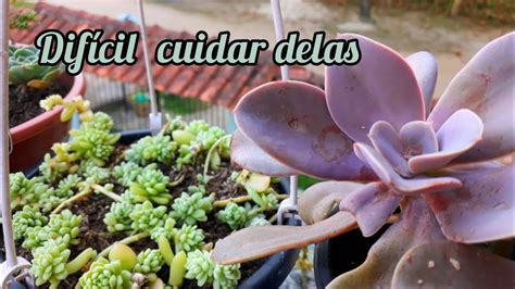 Suculentas De Dif Cil Cultivo Que N O Quero Mais Youtube