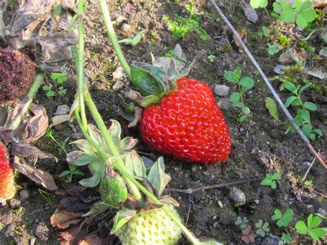 Come Coltivare Le Fragole Fragaria Sp Il Gusto Della Natura