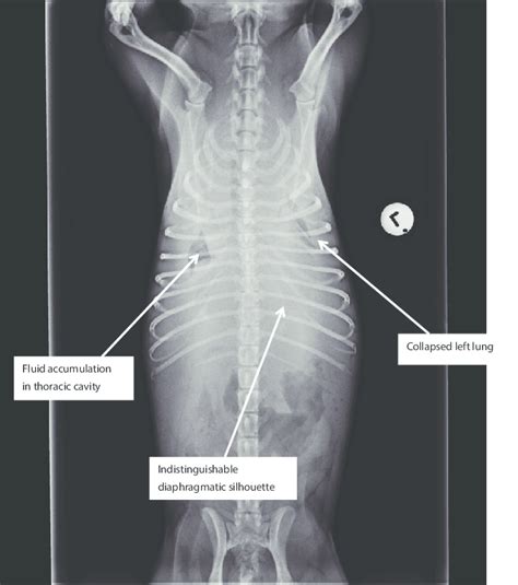 Ventro-dorsal Radiographic View of the Thorax Showing Collapsed Lung... | Download Scientific ...